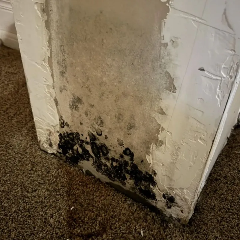 Professional Mold Removal in Southern Shops, SC